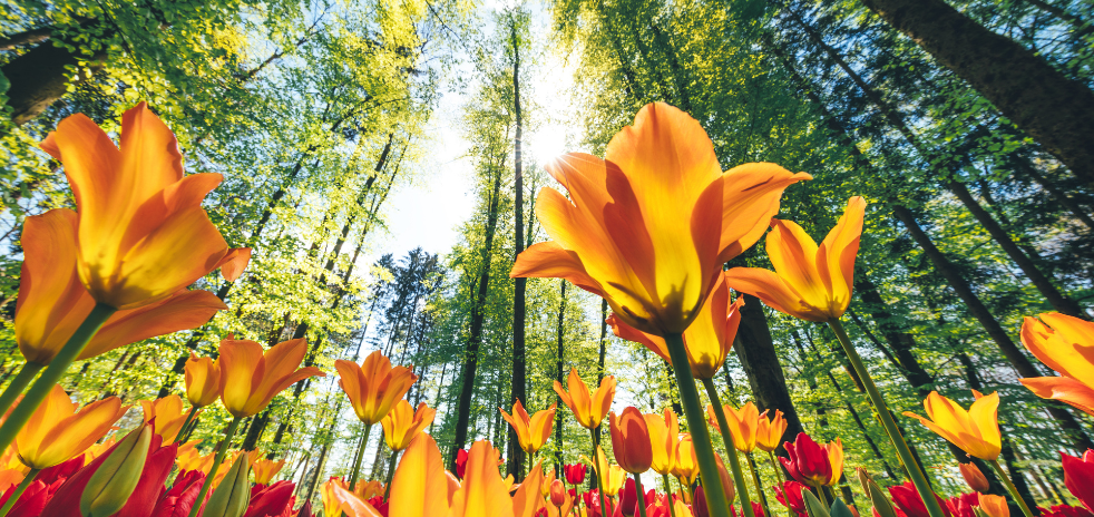 Vânia Moreira Diniz