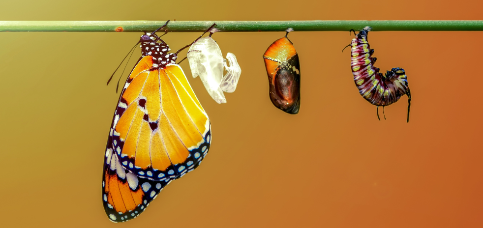 Vânia Moreira Diniz